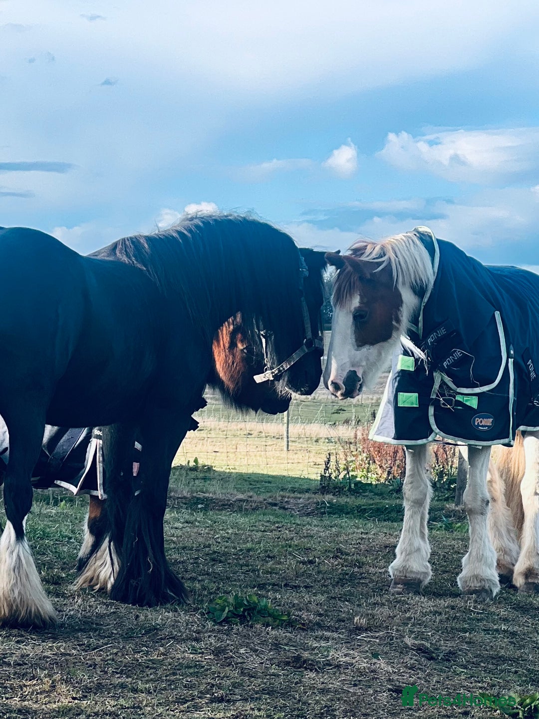 Irish Cob horses for sale: Cherry 🍒 132 skewbald mare (companion) - Image 2