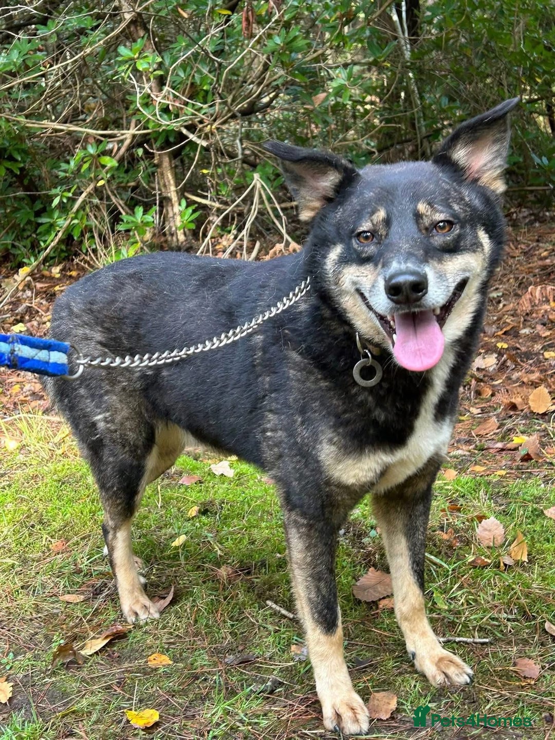 Mixed Breed dogs for adoption: Ben - Norwich Norfolk  - Advert 9