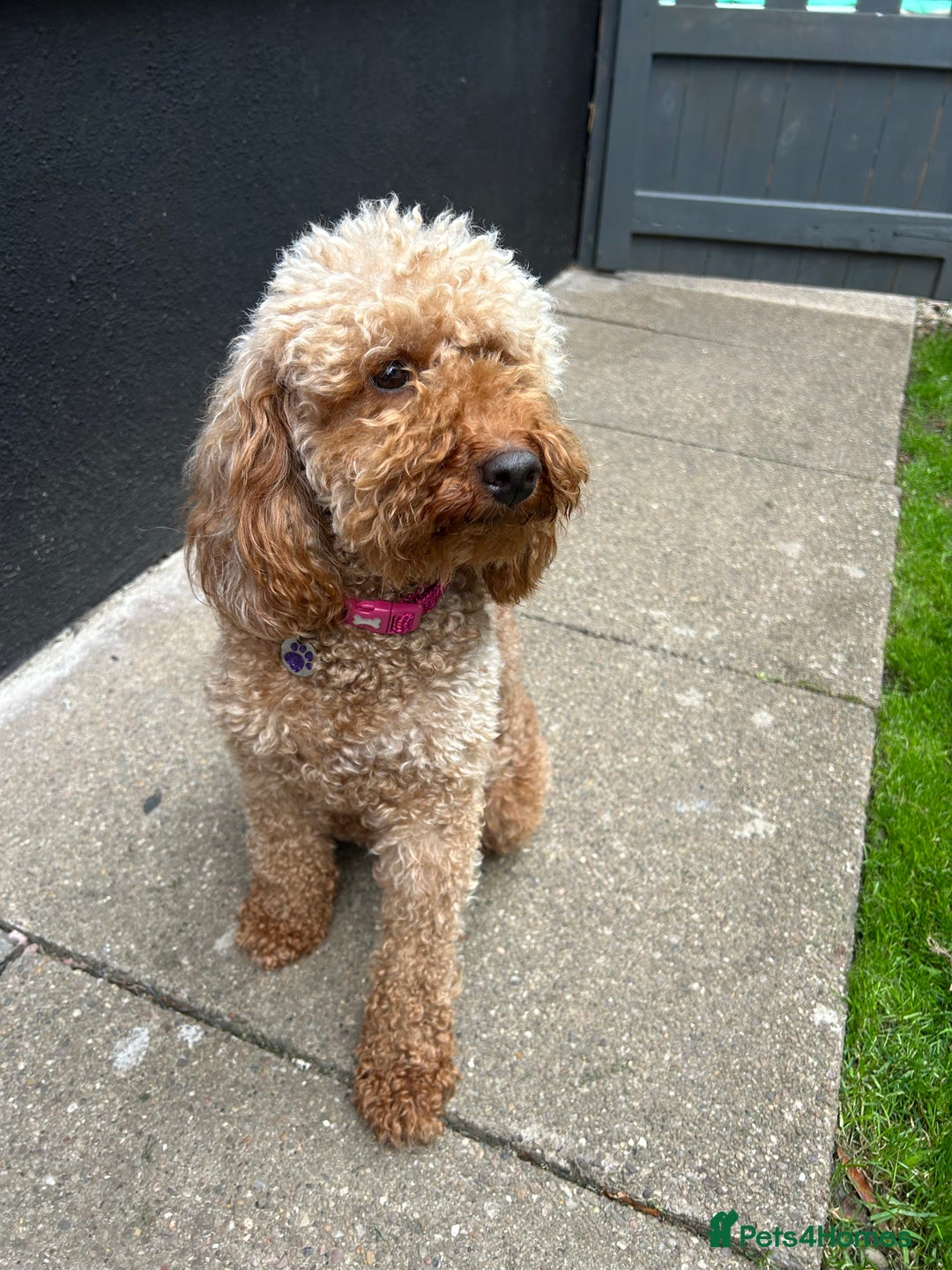 Miniature Poodle dogs for sale: Miniture poodles  - Image 6