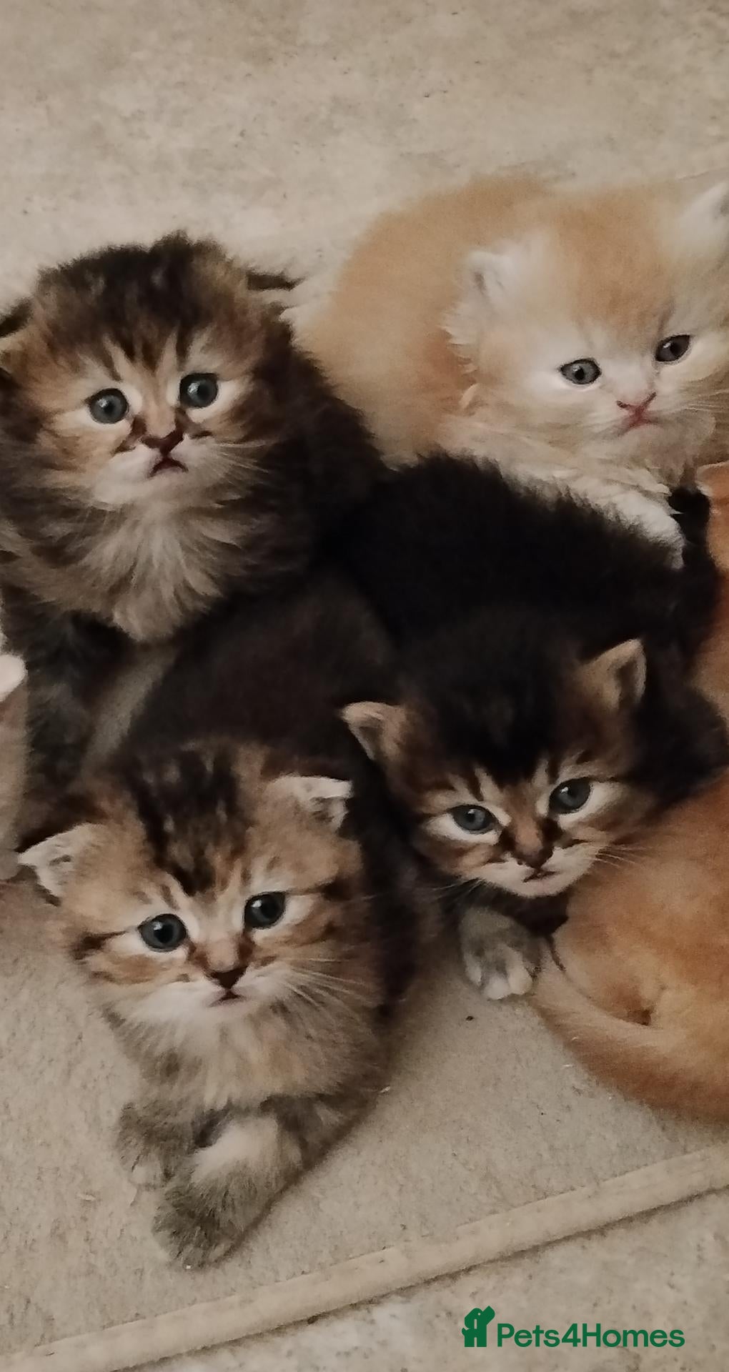 Scottish Fold cats Beautiful Scottish fold kittens  - Advert 3