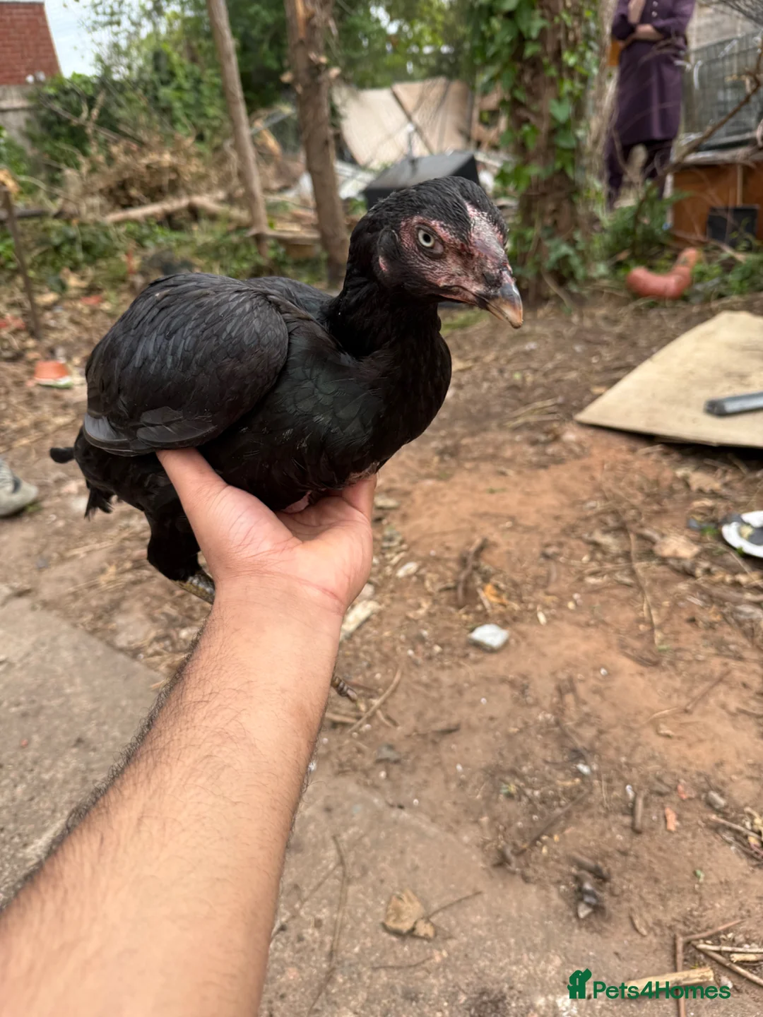 Chickens poultry for sale: Aseel hen - Advert 2