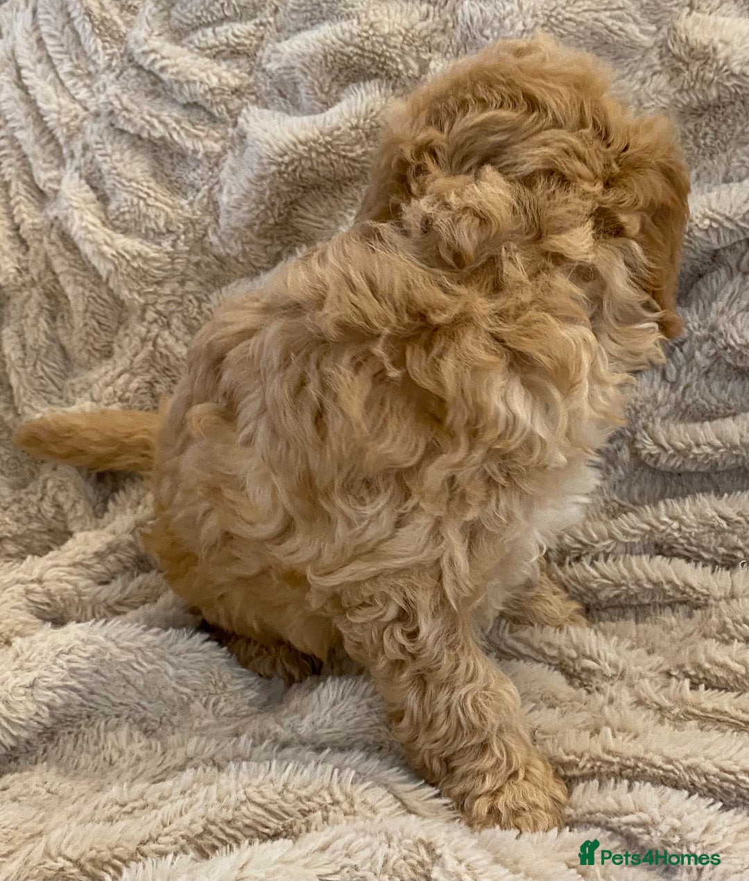Cavapoo dogs for sale: Gorgeous Teddybear Cavapoo Puppies health checked  - Advert 23