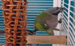 Parakeets birds for sale: Derbyan Parakeets for sale - Image 9