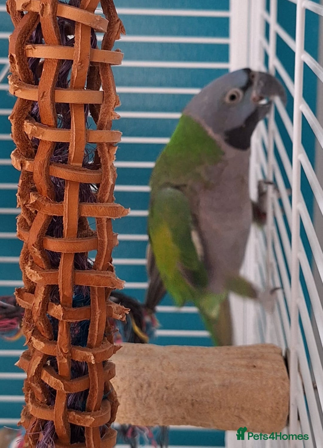 Parakeets birds for sale: Derbyan Parakeets for sale - Image 9