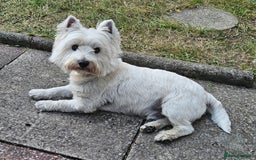 West Highland Terrier dogs for stud: Fifi West Highland Terrier for Stud Skelmersdale  - Image 4
