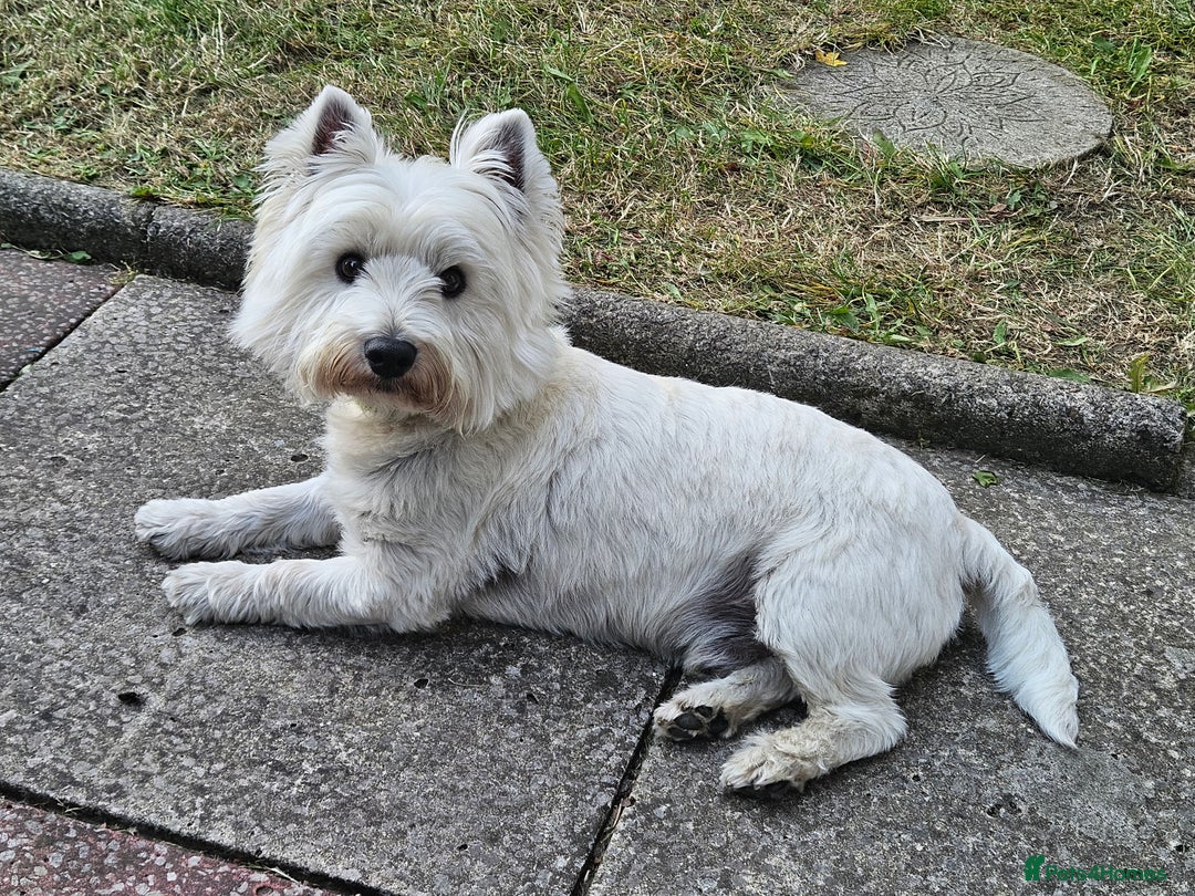 West Highland Terrier dogs for stud: Fifi West Highland Terrier for Stud Skelmersdale  - Image 4