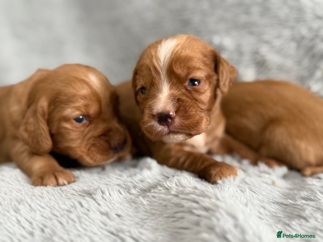 Cocker Spaniel dogs for sale: Gorgeous KC Working Cocker Spaniels- Health Tested - Image 12