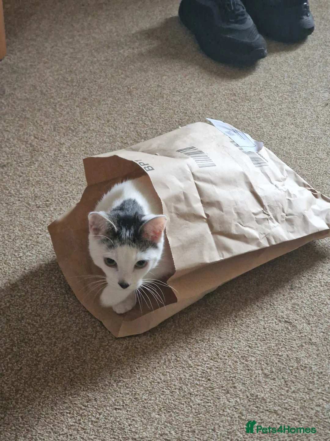 Domestic Shorthair cats for adoption: Patch, 6 month old male (neutered) kitten in Reading - Advert 4