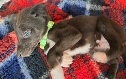 Greyhound dogs for sale: Irish Greyound Puppies  - Image 7