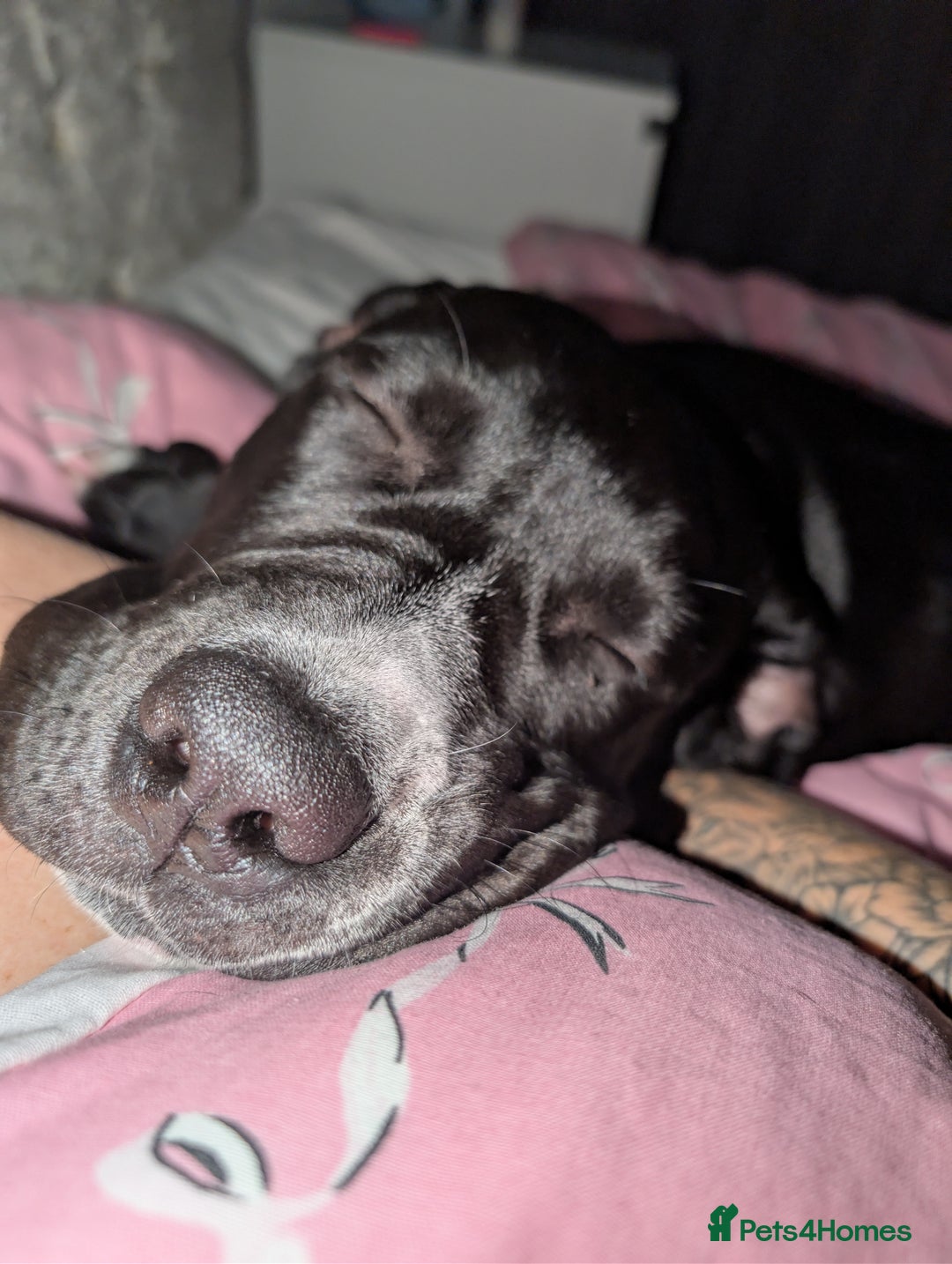 Presa Canario dogs for sale: Presa canario 5 half month old pup - Image 2