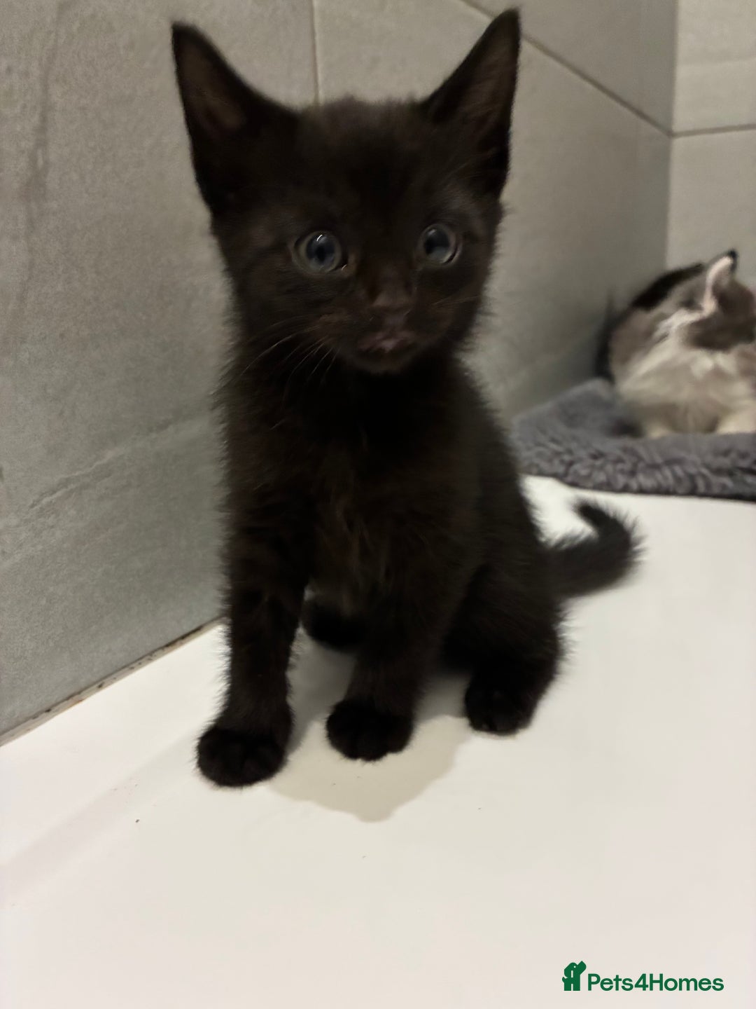 Mixed Breed cats for sale: Five beautiful girls looking for homes  - Advert 3