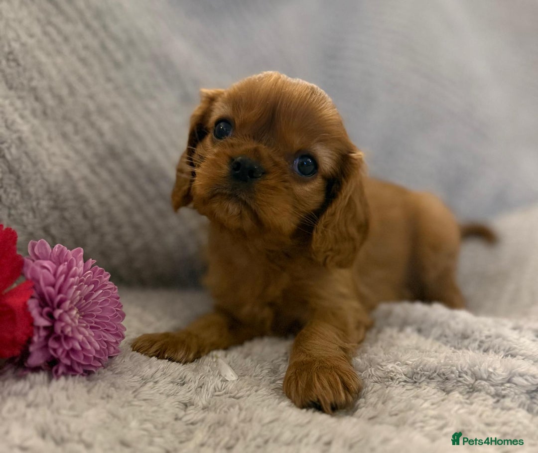 Cavalier King Charles Spaniel dogs for sale: KC REG, HEART, EYE AND DNA TESTED PARENTS - Image 23