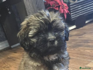 Mixed Breed dogs Beautiful puppies - Advert 3