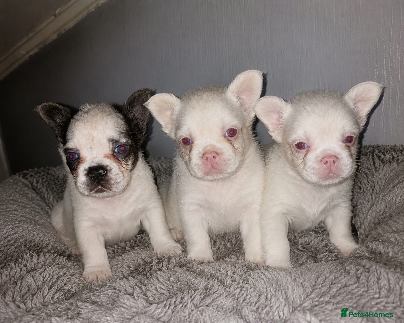 French Bulldog dogs Visual fluffy French bulldogs  - Advert 18