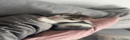 Ragdoll cats for sale: Male kitten ragdoll  in Calne - Advert 10
