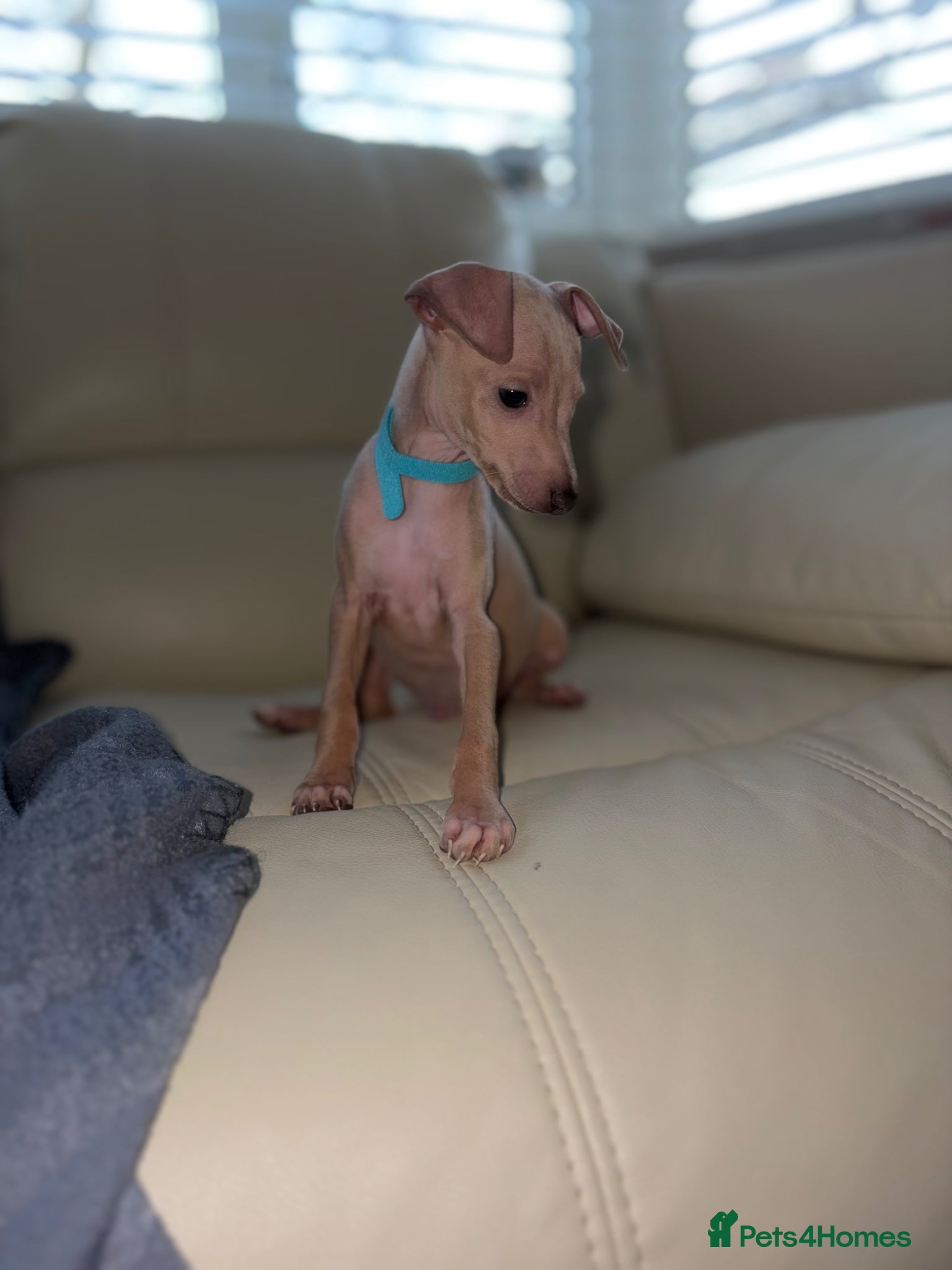 Italian Greyhound dogs Last 4 boys ! Kc Italian greyhound puppies   - Advert 17