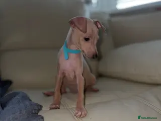 Italian Greyhound dogs Last 4 boys ! Kc Italian greyhound puppies - Advert 17