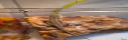 Bearded Dragon reptiles for sale: Baby bearded dragon no enclosure  - Advert 2