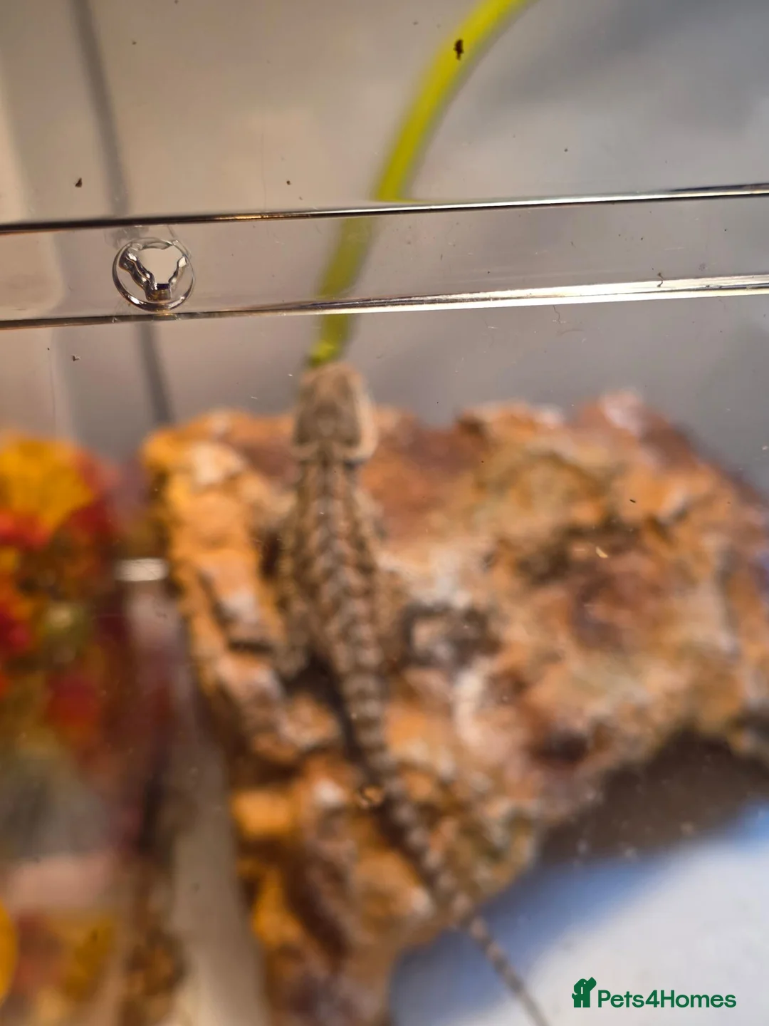 Bearded Dragon reptiles for sale: Baby bearded dragon no enclosure  - Advert 2