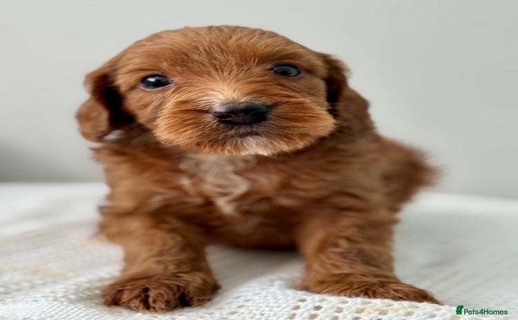 Cockapoo dogs - Advert 12