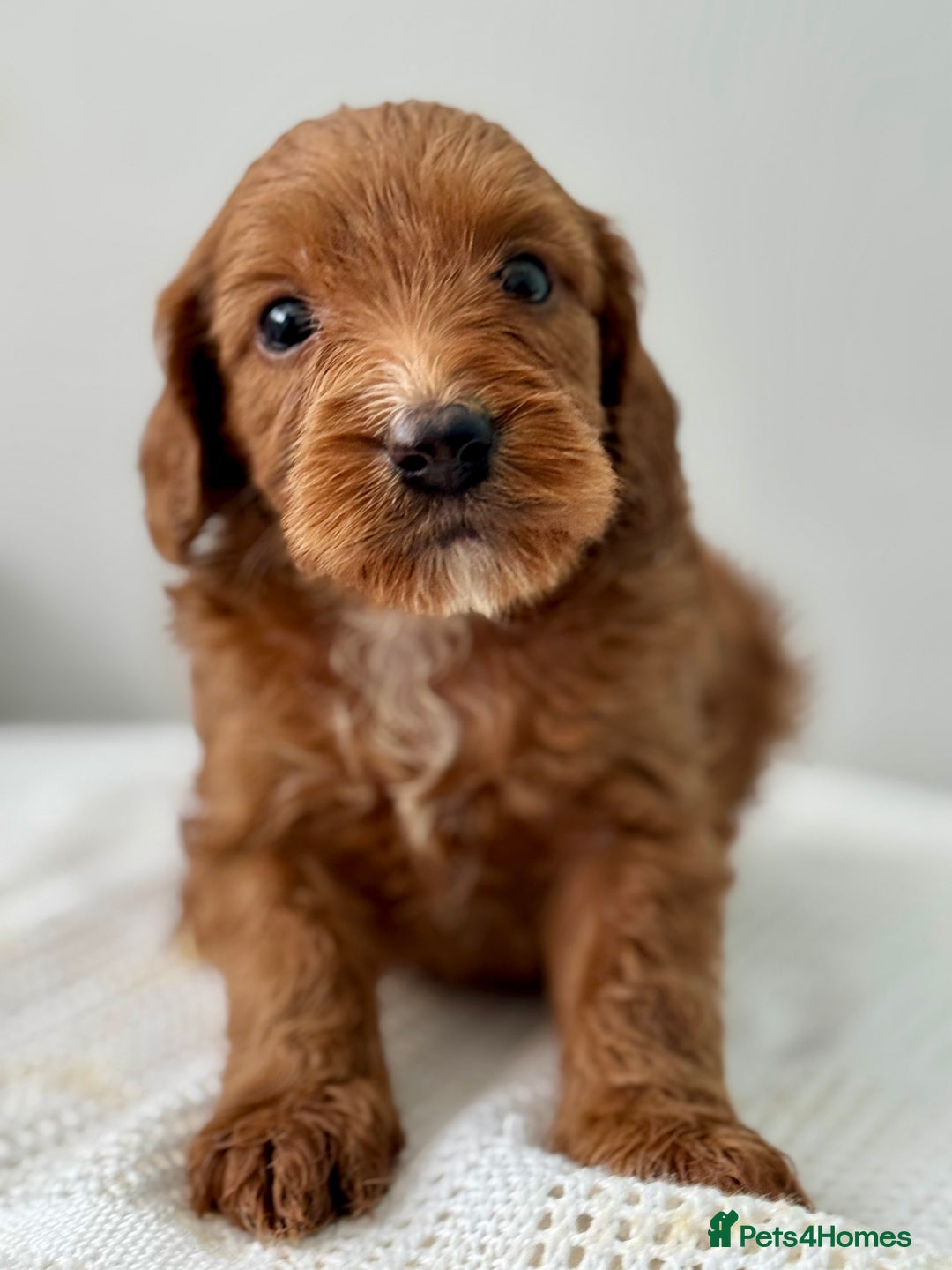 Cockapoo dogs for sale: ONLY 3 RED/WHITE COCKAPOO PUPPIES LEFT - Image 5