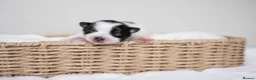 Pomeranian dogs for sale: KC Reg Pomeranians🐾Rare Colours🐾Licensed Breeder - Advert 7