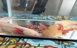 Axolotl reptiles for sale: 3 axolotls - Image 1