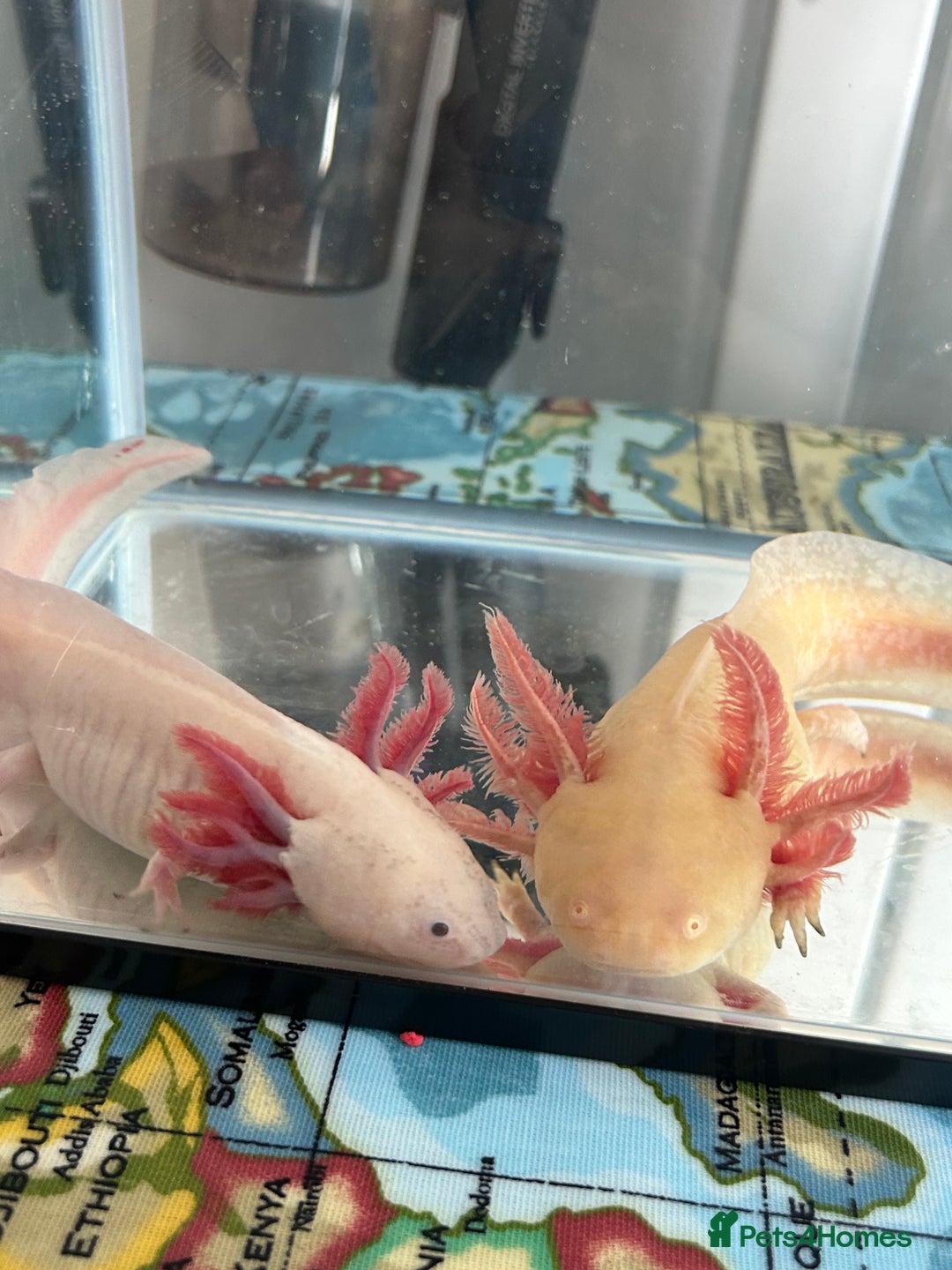Axolotl reptiles for sale: 3 axolotls - Image 1