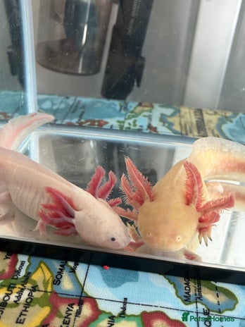 Axolotl reptiles - Advert 1