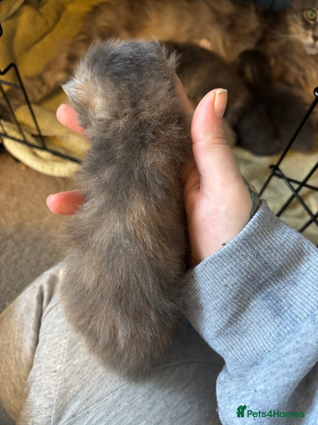 Maine Coon cats for sale: 5 Maine coon babies  - Advert 21