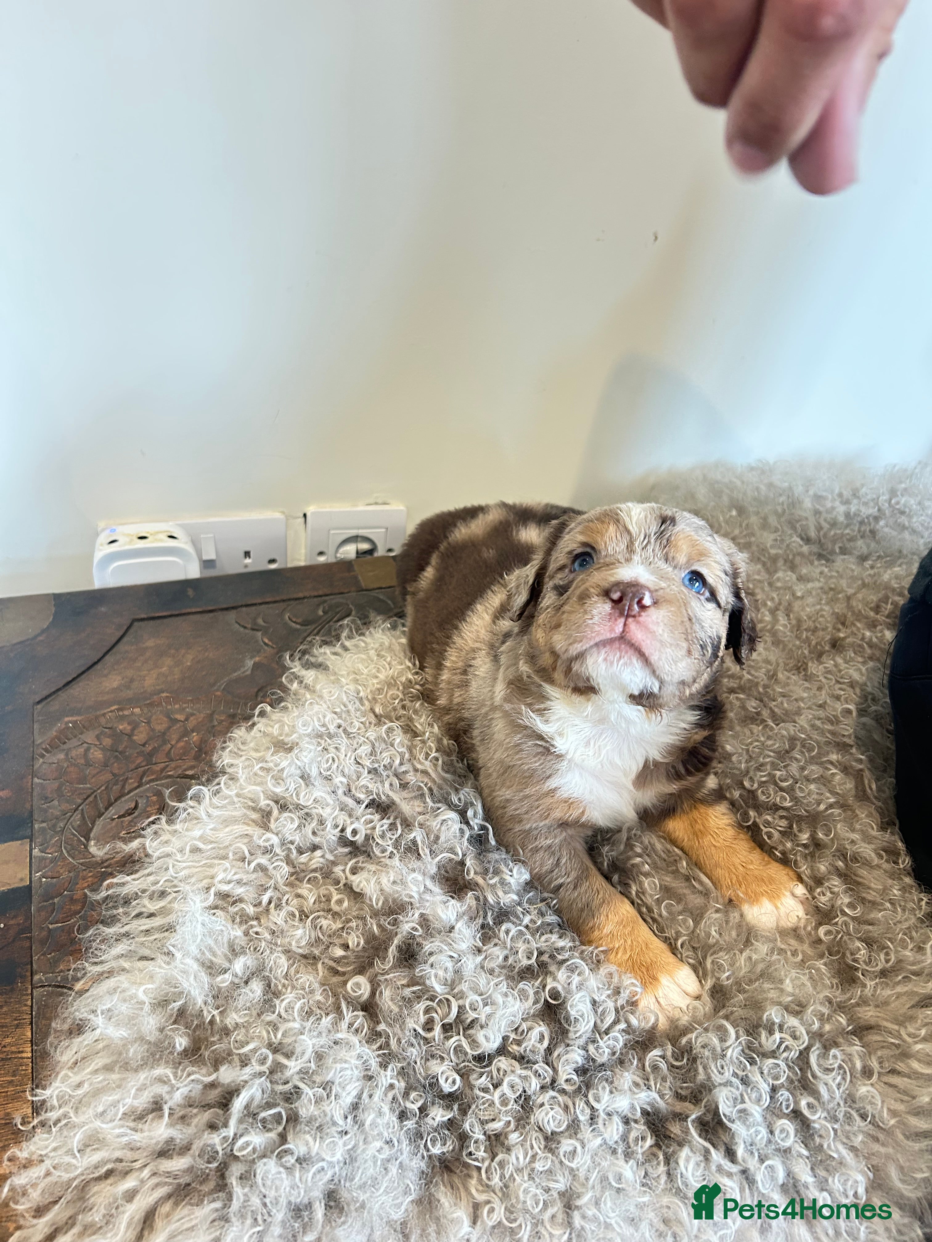 Olde English Bulldogge dogs Olde English fluffy Bulldogge puppies  - Advert 2