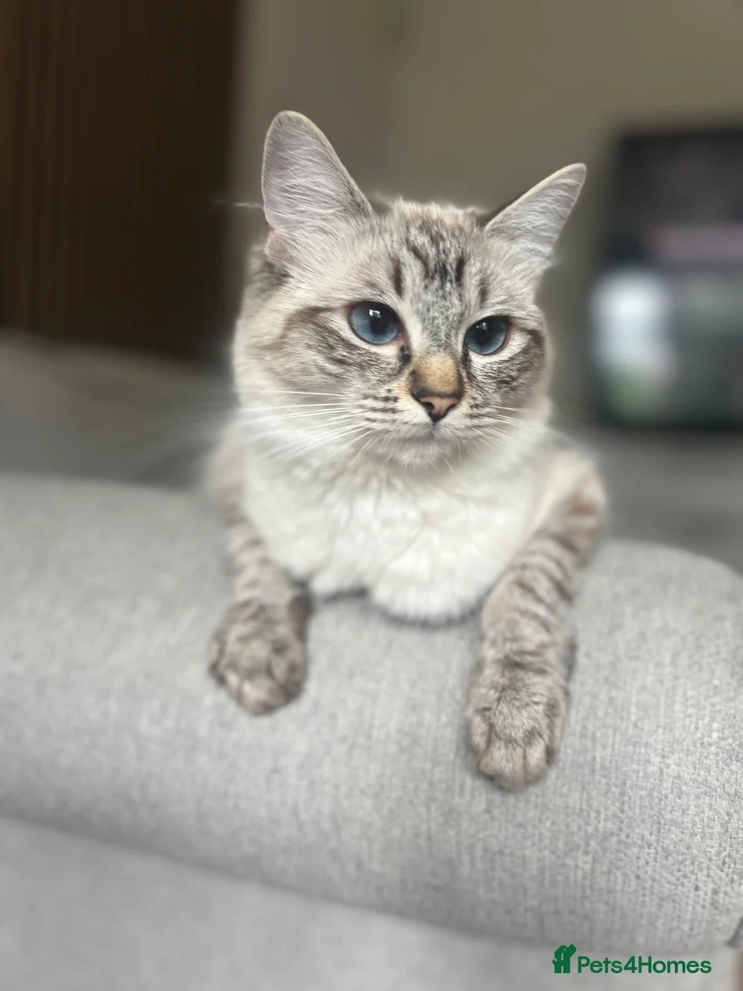 Ragdoll cats for sale: Gccf Luxury Seal Lynx Point Ragdoll Kittens  - Advert 7