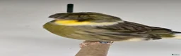 Canaries birds for sale: Stunning Fife & Gloster Canaries (pet or breeding) - Advert 7