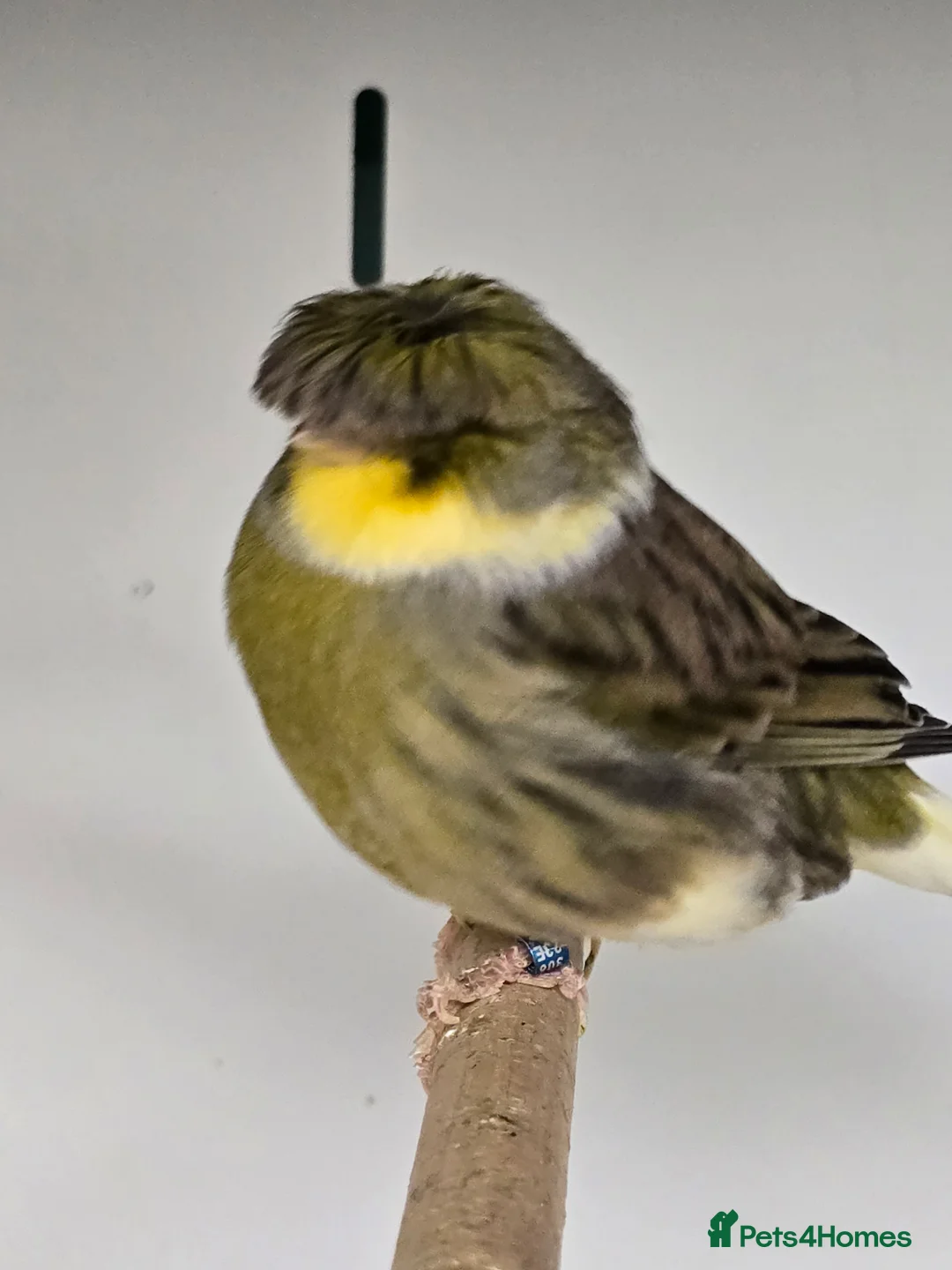 Canaries birds for sale: Stunning Fife & Gloster Canaries (pet or breeding) - Advert 7