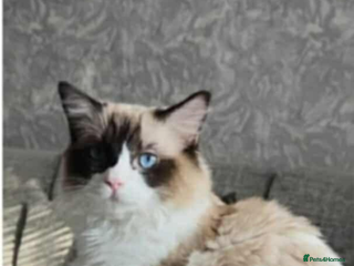 Ragdoll cats Ragdoll male 3 years old - Advert 1