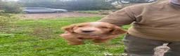 Cocker Spaniel dogs for sale: Working cocker spaniels  - Advert 4