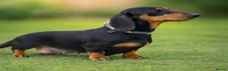 Miniature Dachshund dogs for sale: RAINBOW LITTER OF MINI DAX'S WOW 💯🔥  - Advert 6