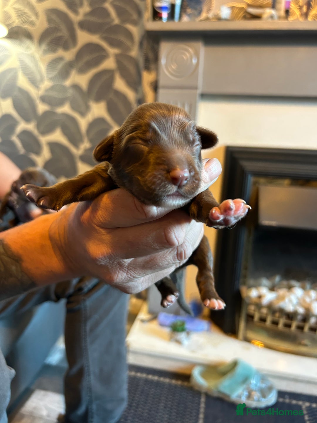 Mixed Breed dogs for sale: Cocker Collie Puppies - Image 1