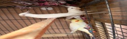 Cockatiels birds for sale: Pair cockatiel - Advert 5