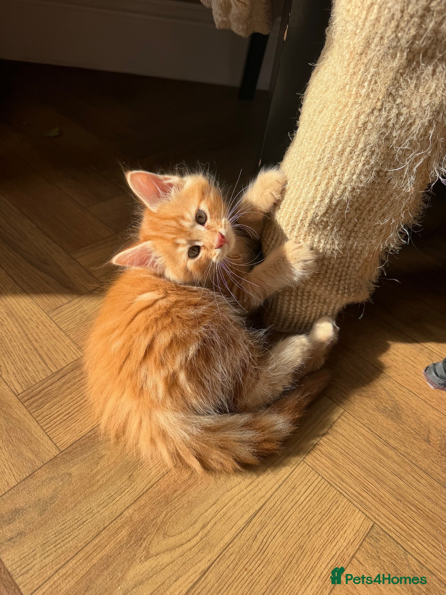 Maine Coon cats for sale: Beautiful Maine Coon x Silver British shorthair - Advert 1
