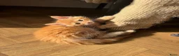 Maine Coon cats for sale: Beautiful Maine Coon x Silver British shorthair - Advert 1