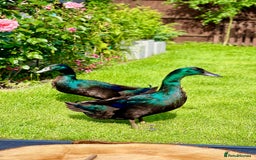 Ducks poultry for sale: Cayuga ducks - Image 3