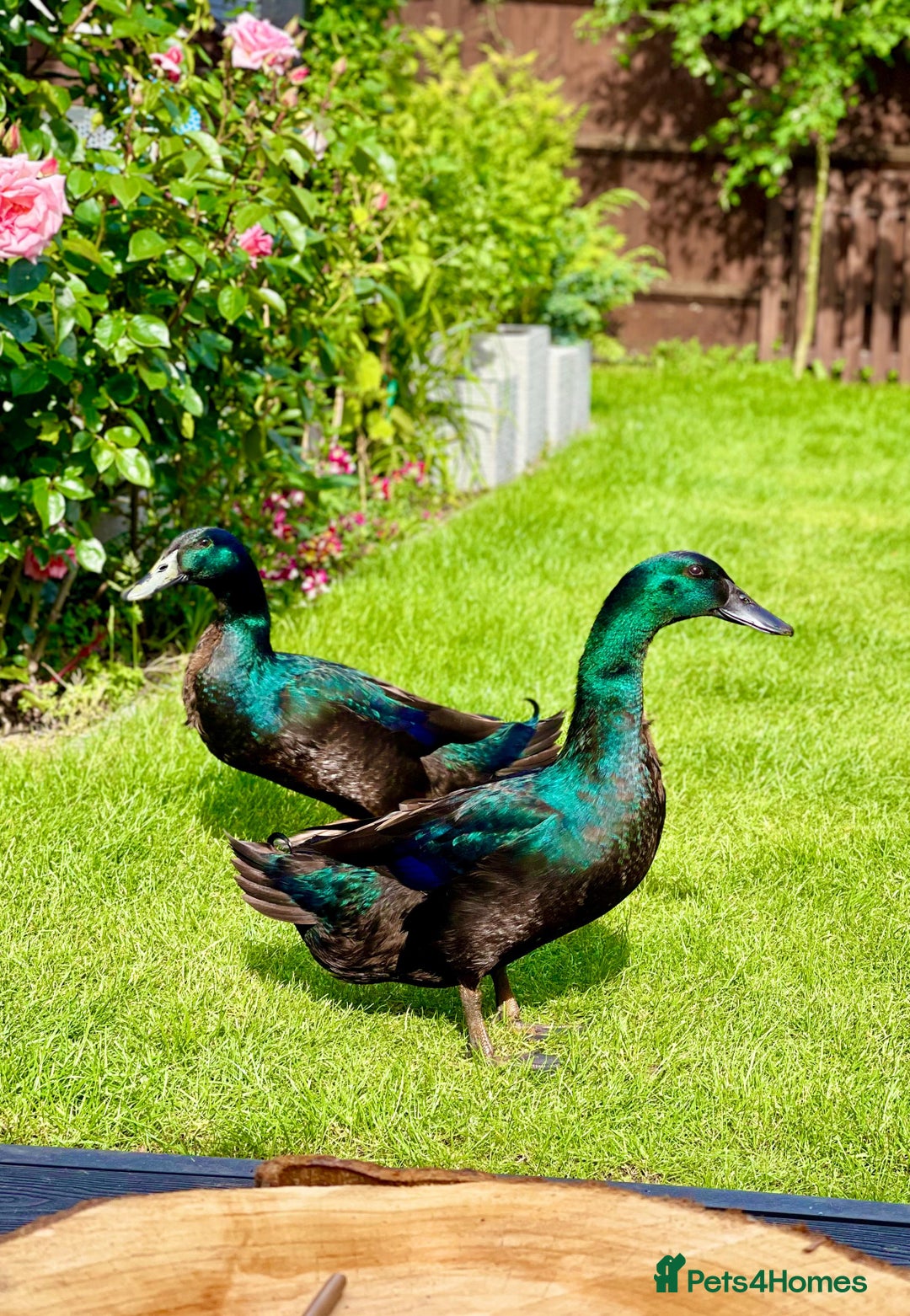 Ducks poultry for sale: Cayuga ducks - Image 3