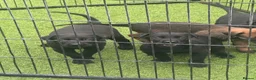 Belgian Shepherd Dog dogs for sale: Dutch Herder Puppies - Ready to Leave On Halloween - Advert 9