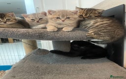 British Shorthair cats for sale: Fabulous, playful and healthy BSH kittens, rare - Image 1