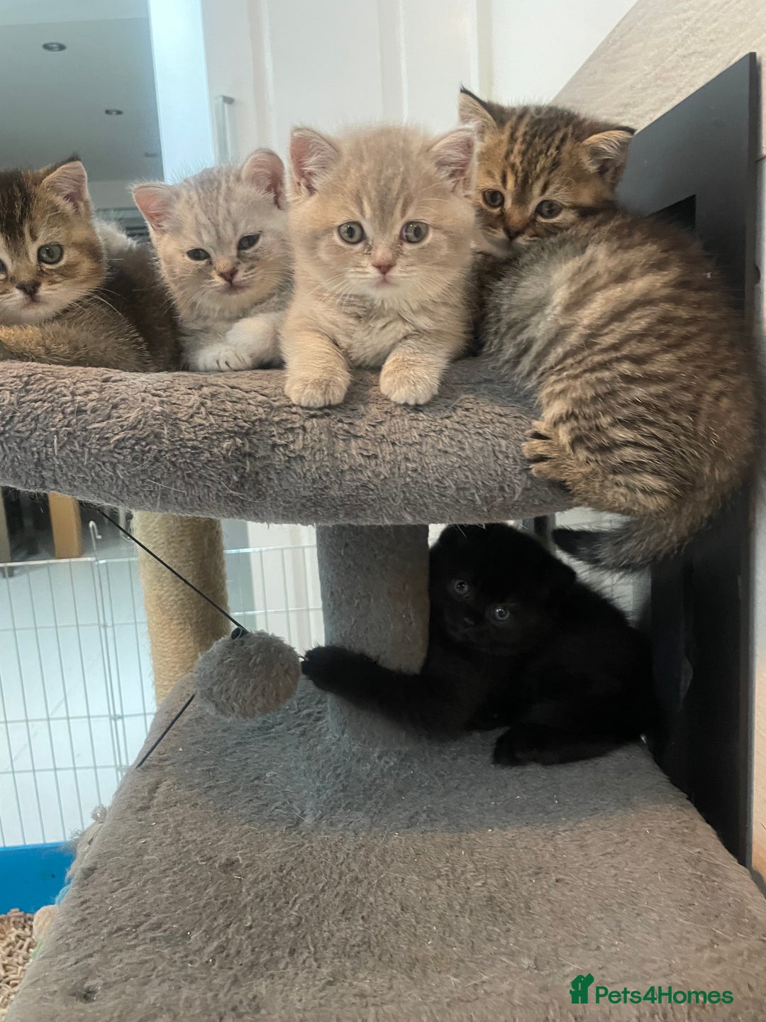 British Shorthair cats for sale: Fabulous, playful and healthy BSH kittens, rare - Image 1