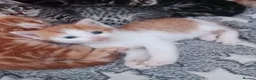 British Longhair cats for sale: British longhair kittens  in Gillingham - Advert 8