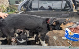 Border Collie dogs for sale: Cracking Working Collie Puppies For Sale  - Image 3