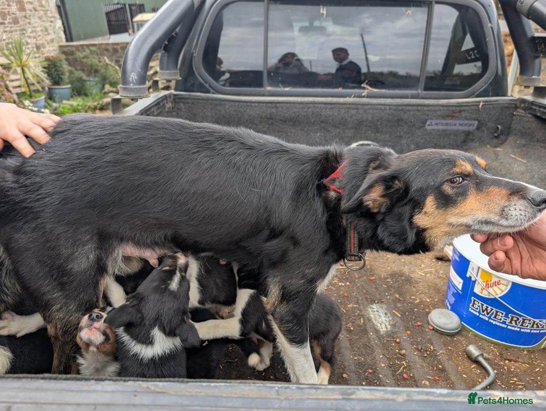 Border Collie dogs for sale: Cracking Working Collie Puppies For Sale  - Image 3