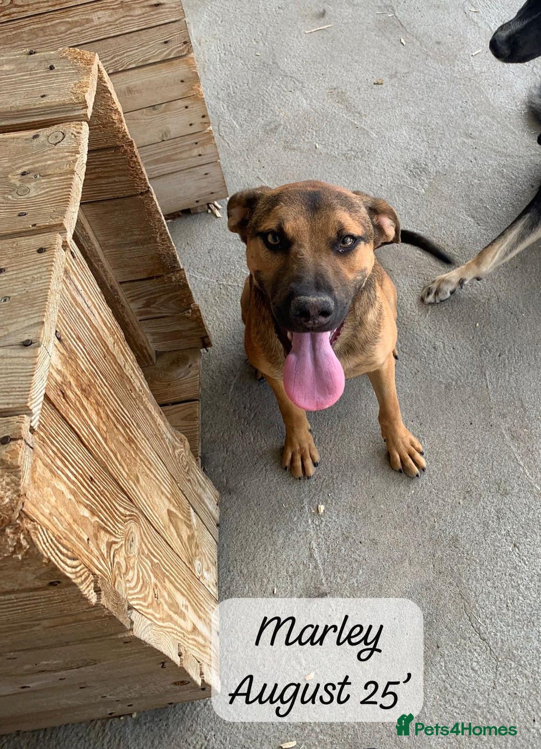 Mixed Breed dogs for adoption: Marley, approx 7 months. Available for adoption. - Image 13